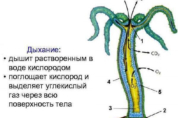 Ссылка омг в тор браузере